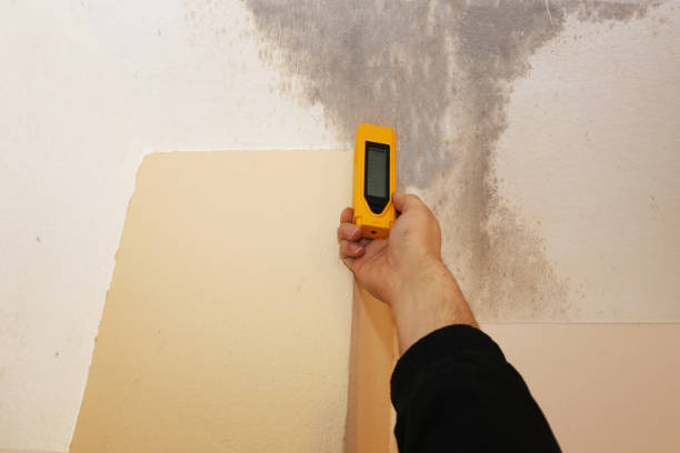 Best Real Estate Mold Inspection  in Aspen, CO