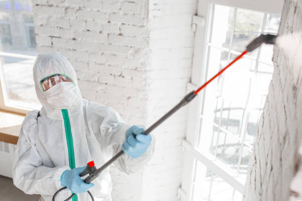 Best Mold Damage Restoration  in Aspen, CO