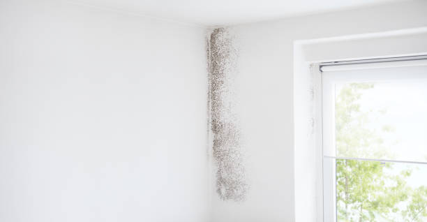 Best Air Quality Testing for Mold Spores  in Aspen, CO