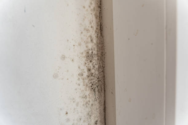 Dehumidification Services in Aspen, CO